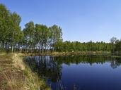 swamp-birch-nature-reserve-moor-1097927.jpg