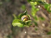 snail-shell-mollusk-road-301463.jpg