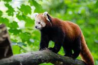 Red Panda (29633120392).jpg