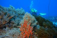 underwater-reefs-green-island-713820.jpg