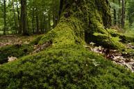 forest-wood-moss-undergrowth-866739.jpg