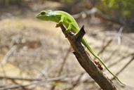 chameleon-mayotte-dziani-lake-604344.jpg