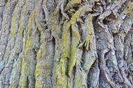 bark-tree-weave-log-nature-oak-1140705.jpg