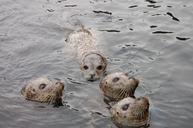 animals-seals-water-zoo-sweet-203373.jpg