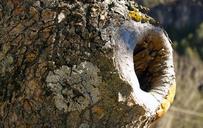 trunk-wood-tree-macro-nature-615377.jpg