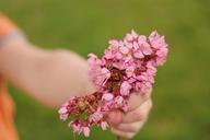 flower-hand-child-mother-nature-667951.jpg