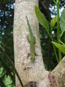 gecko-green-gecko-lizard-seychelles-65911.jpg