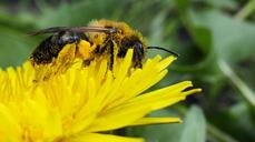 bee-pollen-nectar-flower-honey-1351541.jpg