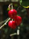 cherries-fruits-fruit-red-ripe-592258.jpg