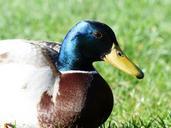 mallard-drake-males-357781.jpg