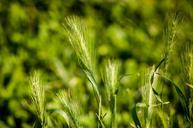 grass-green-salman-campaign-leaves-621603.jpg