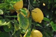 lemons-plant-fruits-166238.jpg