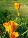 California Poppies.JPG