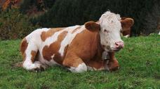 cow-animal-pasture-452883.jpg