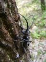 beetle-capricorn-cerambyx-forest-88238.jpg