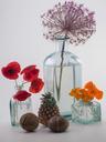 still-life-bottles-flowers-poppies-839990.jpg