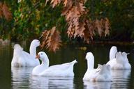 geese-animals-swim-water-group-201413.jpg