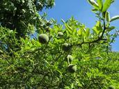 citrus-trifoliata-trifoliate-orange-848767.jpg