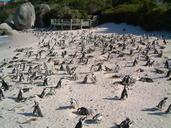 penguins-beach-birds-wildlife-717265.jpg