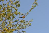 bird-dunnock-tree-willow-735896.jpg