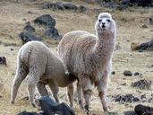 lama-alpaca-peru-mother-animal-639757.jpg