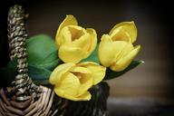 basket-flowers-tulips-yellow-703076.jpg