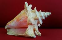 shell-sea-sea-shell-ocean-seashell-913591.jpg