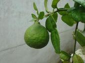 lime-citrus-fruit-healthy-juicy-248554.jpg