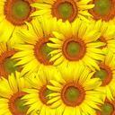 sunflowers-sunflower-flower-floral-317031.jpg