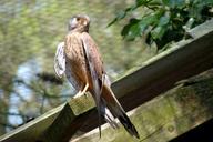 falcon-bird-griffin-raptor-nature-54519.jpg