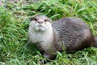 otter-animal-nature-438199.jpg