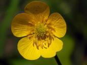 buttercup-yellow-blossom-bloom-800644.jpg