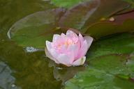 water-lily-nature-flower-578244.jpg