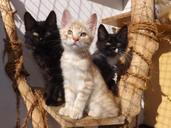 kurilian-bobtail-kittens-black-cat-284188.jpg