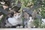 kittens-cats-beautiful-cats-greece-1711701.jpg