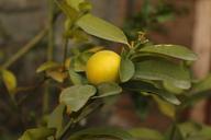 lemon-citrus-lemon-plant-1154702.jpg