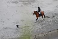 rider-beach-horse-border-collie-50896.jpg