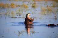 hippopotamus-hippo-water-river-344903.jpg