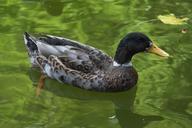 duck-feathers-fauna-pond-waterfowl-642434.jpg