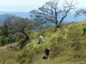 horse-costa-rica-central-america-717792.jpg