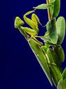 praying-mantis-fishing-locust-235029.jpg