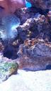 aquarium-fish-nemo-clownfish-coral-1600002.jpg