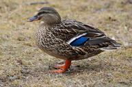 mallard-duck-wading-bird-bird-fly-293007.jpg