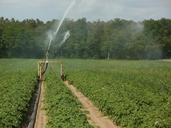 potato-fields-irrigation-water-839469.jpg