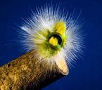 caterpillar-hairy-prickly-close-205202.jpg