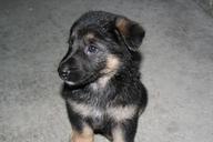 puppy-dog-german-shepard-pet-cute-409528.jpg