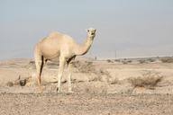 camel-dromedary-one-hump-wildlife-597497.jpg