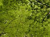 canopy-deciduous-trees-leaves-377556.jpg