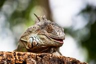 reptile-zoo-portrait-green-iguana-1694671.jpg