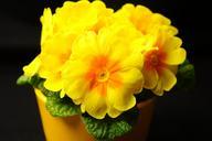 primrose-primula-blossom-bloom-322336.jpg